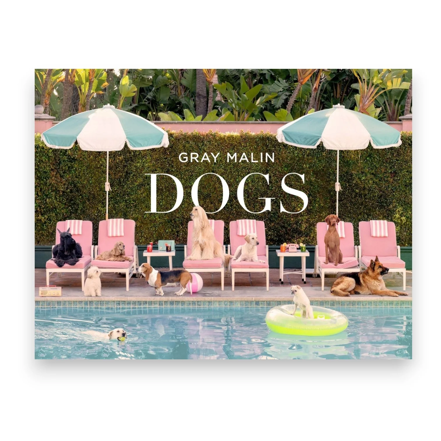 Gray Malin Dogs